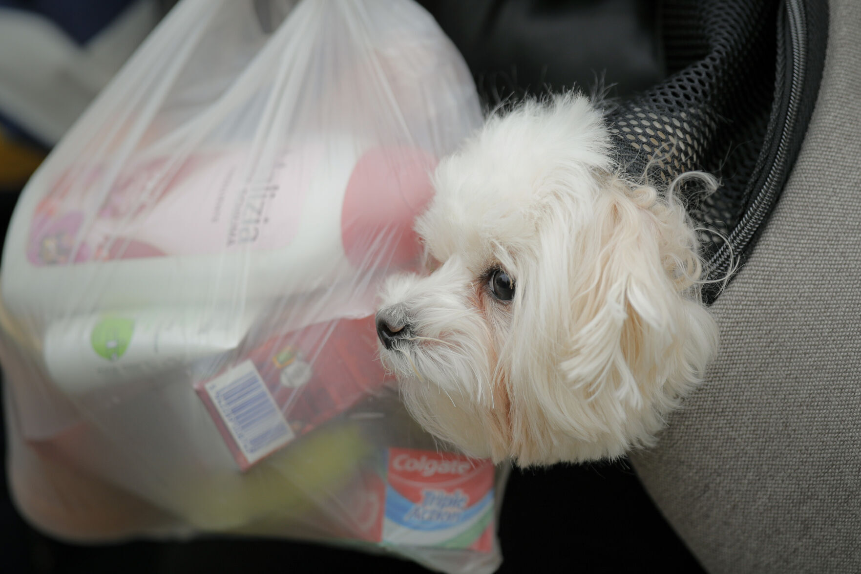 Russia Ukraine War Pets Photo Gallery